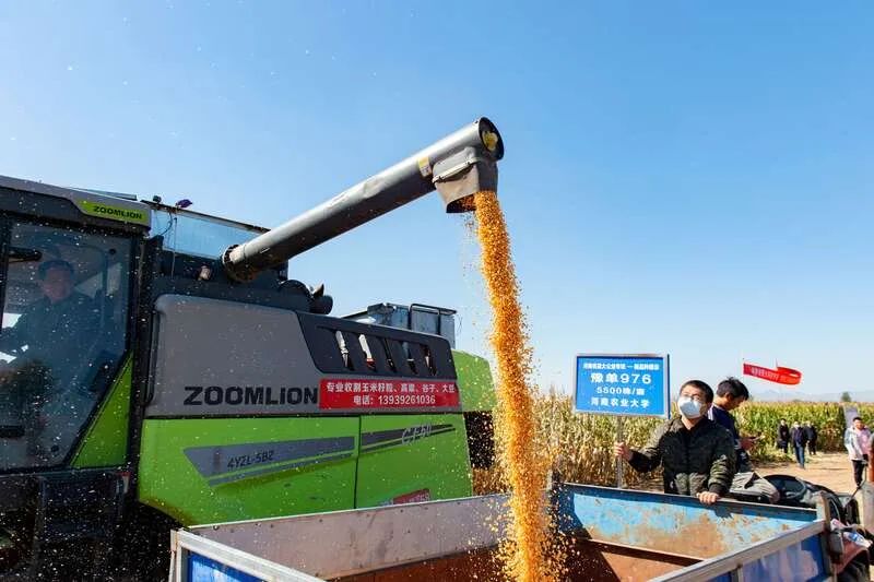 Zoomlion Maize Grain Combine Helps Henan Machine Harvest Maize New Variety Breeding