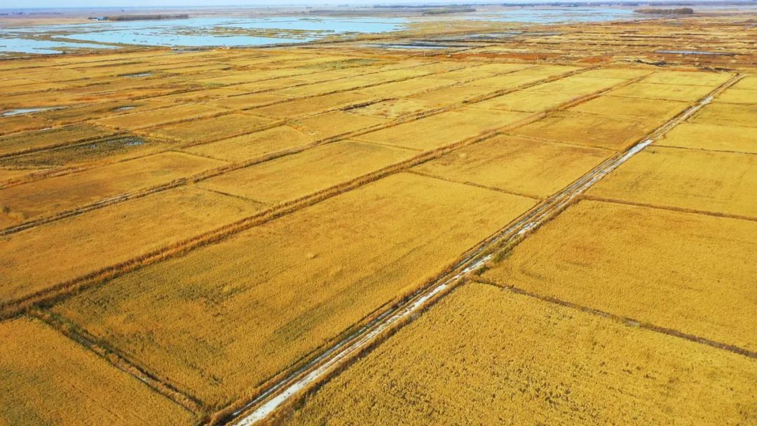 Zoomlion: Machine Throwing Rice Has High Yield and Welcomes a Bumper Harvest in Saline-alkali Land