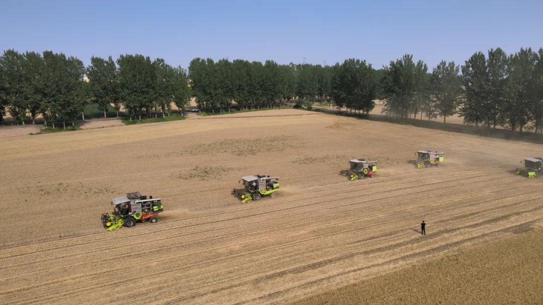 Three Summers in Progress? Zoomlion's "Guwang" Harvester Helps Northern Anhui Wheat Grain Return to Warehouse