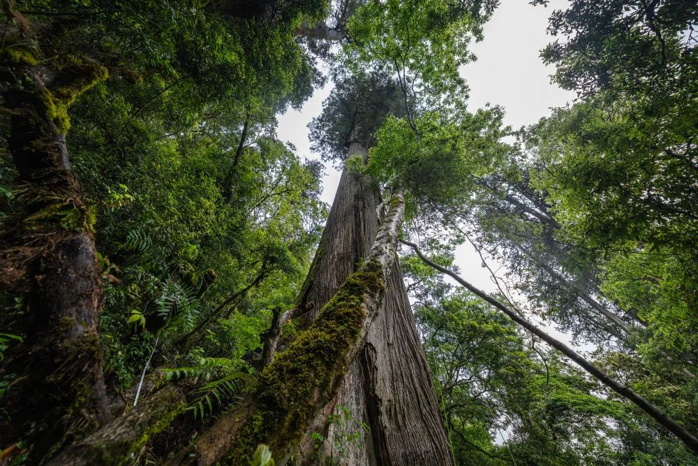 These Zoomlion Heavy Equipment are competing with "the tallest tree in Asia"!