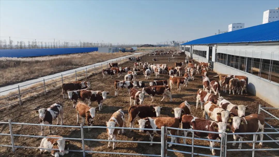 Helping "Straw Becomes Meat"? Bobcat Sliding Cowshed Is Busy