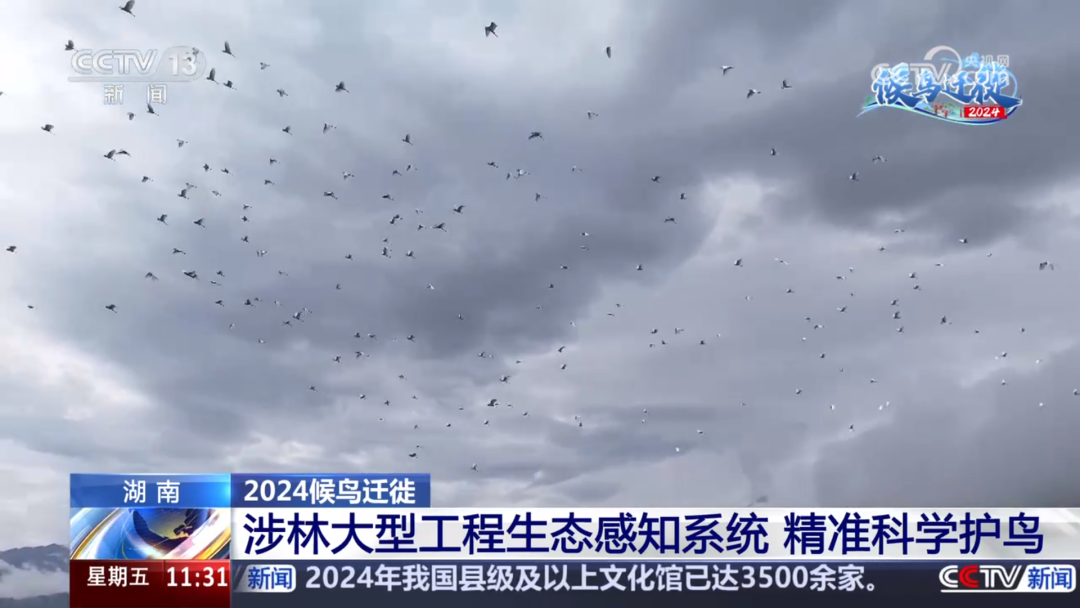 CCTV Focus: Migratory Bird Migration, Sany Warm Escort